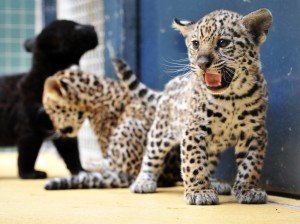 Jaguar-Nachwuchs im Berliner Zoo