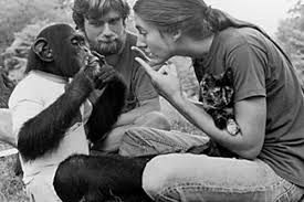 Nim Chimpsky.